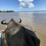 【画像】奥深いトラックの歴史を紐解いてみた 〜 画像2