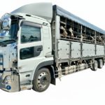 【画像】トラックから牛や豚！ 思わずじっと見てしまう家畜運搬車とは？ 〜 画像2