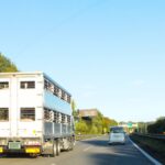 【画像】トラックから牛や豚！ 思わずじっと見てしまう家畜運搬車とは？ 〜 画像4
