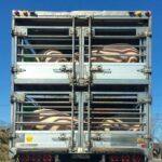 【画像】トラックから牛や豚！ 思わずじっと見てしまう家畜運搬車とは？ 〜 画像1
