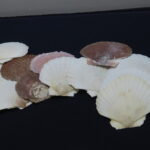 【画像】え！貝殻？　常識外の素材を使用したエコパーツが登場!? 〜 画像1